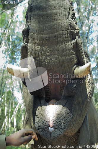 Image of Mouth open of an elephant