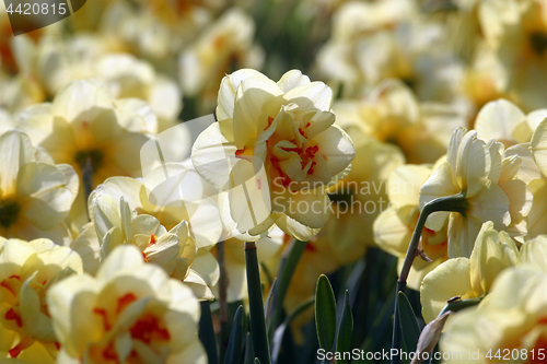 Image of Daffodils