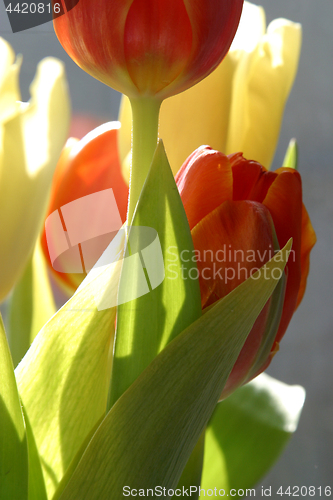 Image of Tulips in full bloom