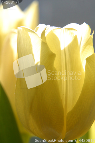 Image of Tulips in full bloom