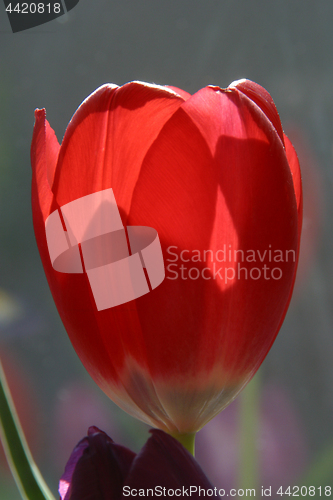 Image of Tulips in full bloom