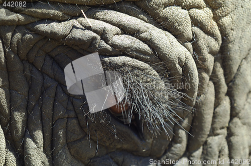 Image of elephant eye detail