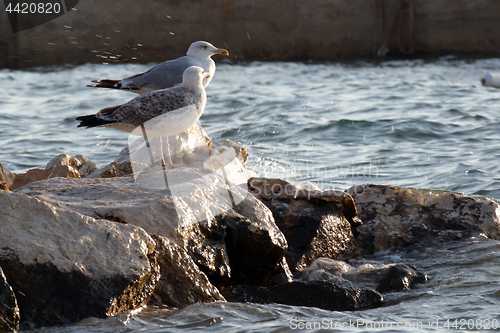 Image of Seagulls