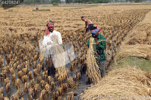 Image of Farmer havesting rice on rice field in Baidyapur, West Bengal, India