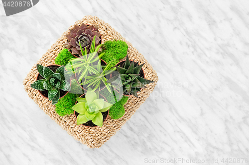 Image of Home decor arrangement with succulent plants and moss