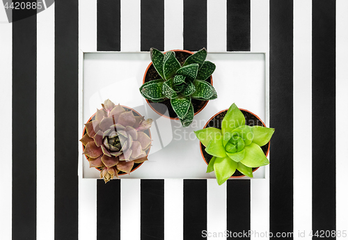 Image of Succulent plants on black and white striped background
