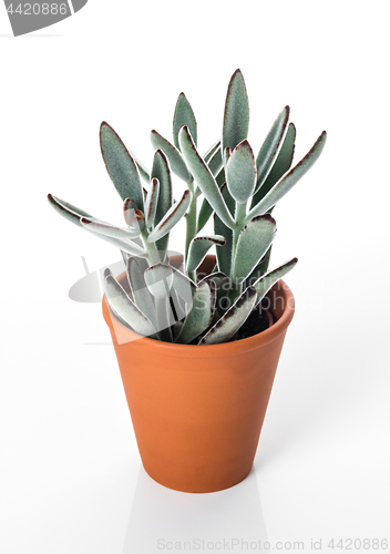 Image of Beautiful succulent plant in clay pot