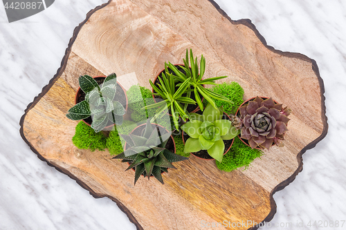 Image of Plants arrangement on a wooden surface