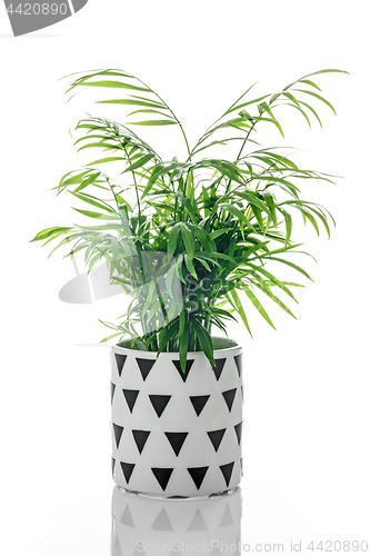 Image of Parlor palm in a black and white ceramic pot