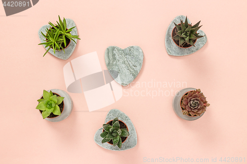 Image of Little succulent plants on pastel pink background