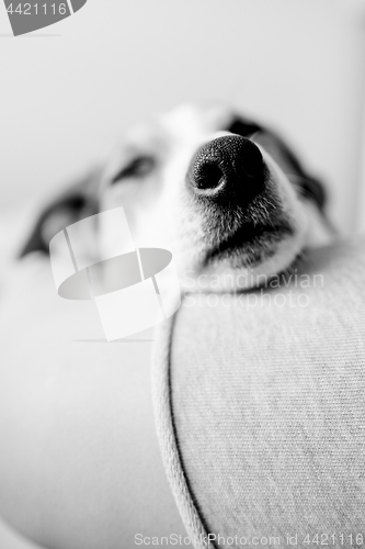 Image of Dog sleeping with his head on woman foot