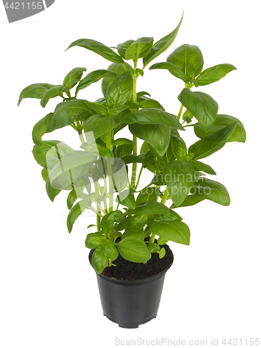Image of Basil plant in flower pot