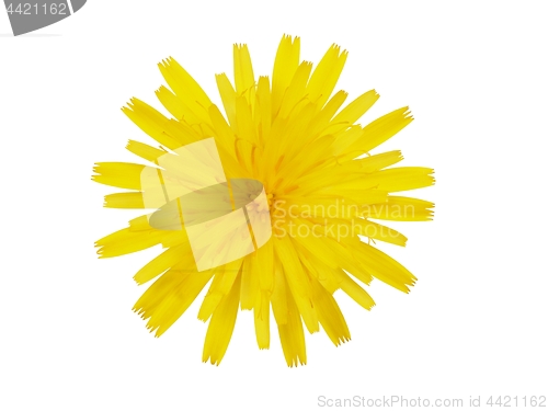 Image of Yellow flower on white