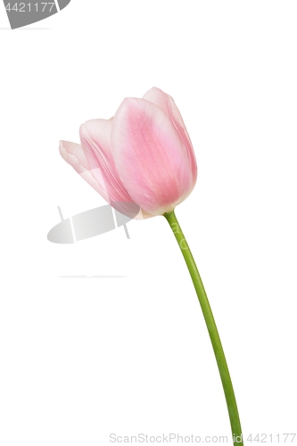 Image of Pink tulip on white