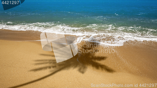 Image of beach with palm tree shadow