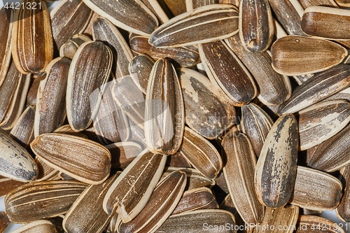 Image of Sunflower seed in a pile