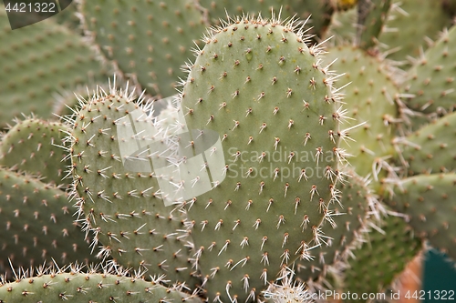Image of Cactus plant detail