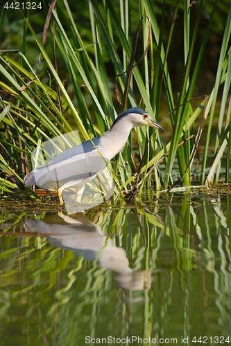 Image of Bird fishing in the lake