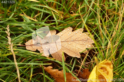 Image of Fallen leaf on the ground