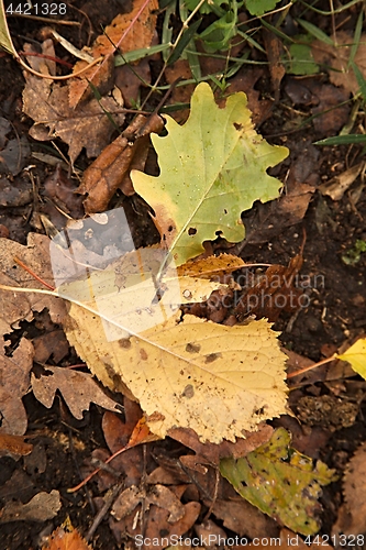 Image of Fallen autumn leaves