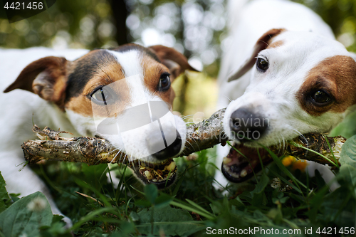 Image of Jack russells fight over stick