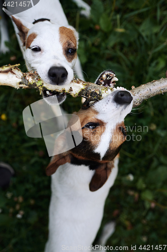 Image of Jack russells fight over stick