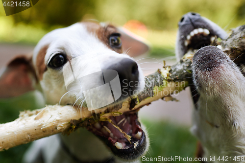 Image of Jack russells fight over stick