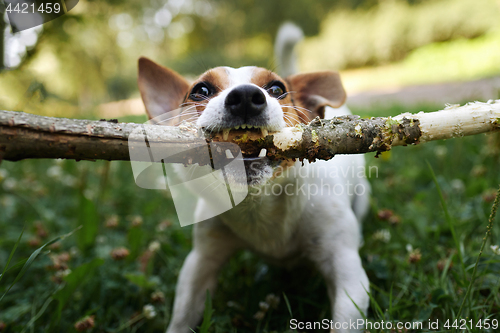 Image of Jack russell fight over stick