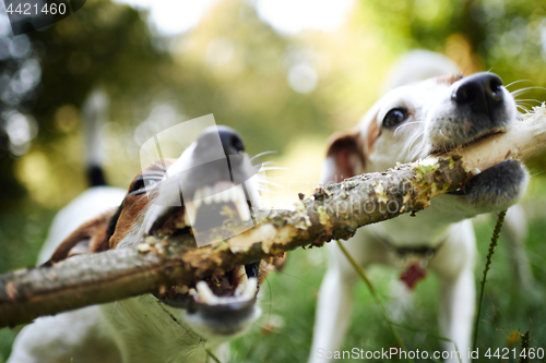 Image of Jack russells fight over stick