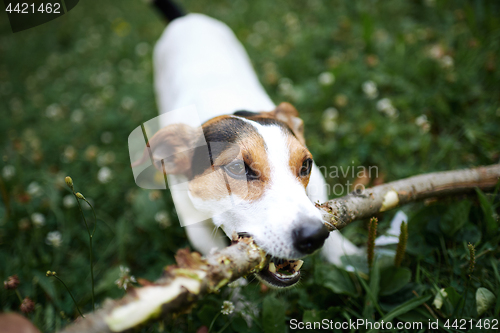 Image of Jack russell fight over stick