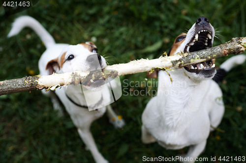 Image of Jack russells fight over stick