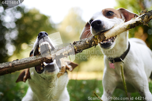 Image of Jack russells fight over stick