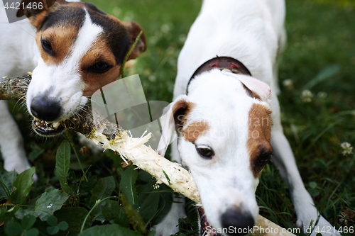 Image of Jack russells fight over stick