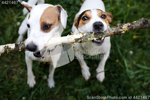 Image of Jack russells fight over stick