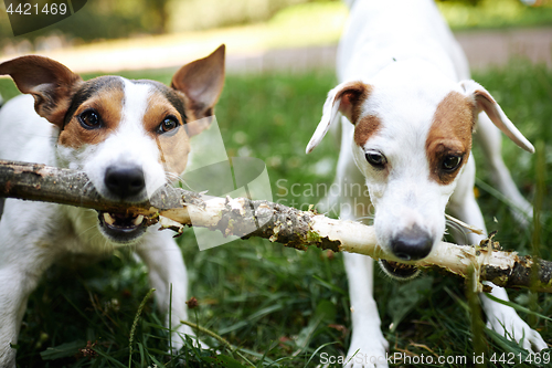 Image of Jack russells fight over stick