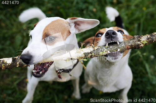 Image of Jack russells fight over stick