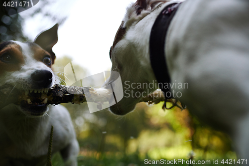 Image of Jack russells fight over stick