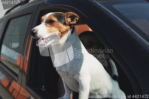 Image of Dog while looking through car\'s window