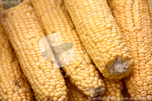 Image of Young corn cobs 