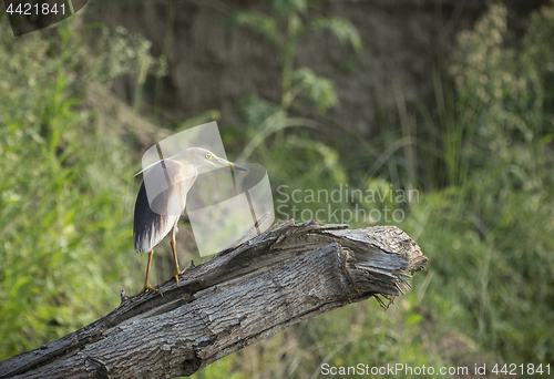 Image of Indian pond heron or paddybird, Ardeola grayii 