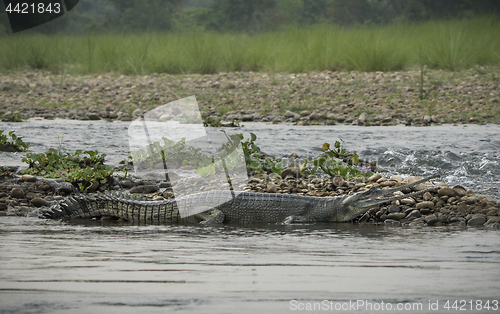 Image of gharial or false gavial on the river bank