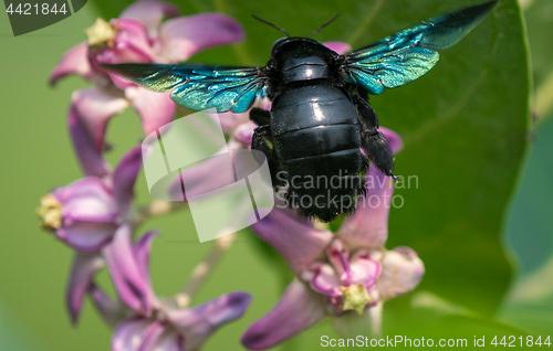 Image of Xylocopa valga or carpenter bee on Apple of Sodom flowers