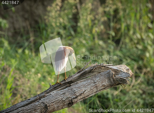 Image of Indian pond heron or paddybird, Ardeola grayii 