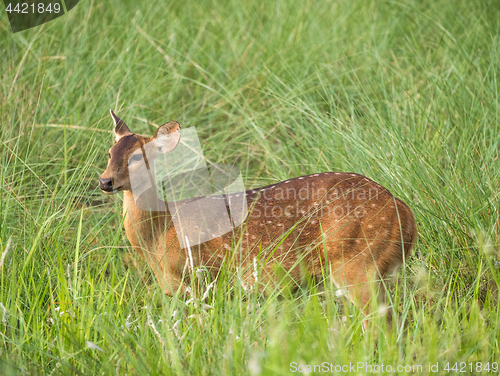 Image of Sika or spotted deer in elephant grass tangle