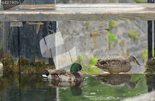 Image of Mallard Duck Couple on lake