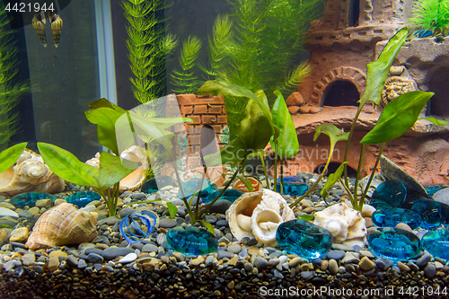 Image of Newly planted shrubs of cryptocoryn in a new aquarium