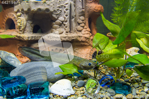 Image of Sludge flies among shelters in a freshwater aquarium