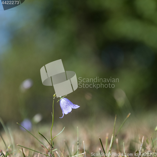 Image of Single Bluebell closeup