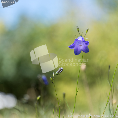 Image of Blue Bell closeup