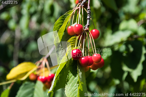 Image of Red cherries on a branch